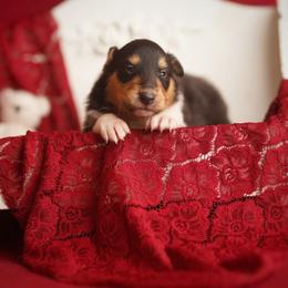 Empress - Black white and tan female Collie puppy in Blacksburg, Virginia from Blackberry Hills Cattle dogs and Collies