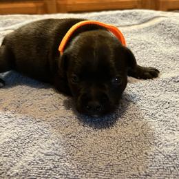 Cher - Brindle female Staffordshire Bull Terrier puppy in Lincoln, California from J Jax Staffords