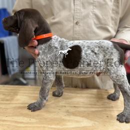 Hank Black collar - Liver roan male German Shorthaired Pointer puppy in Six Mile, South Carolina from The Proper Pointer Co.