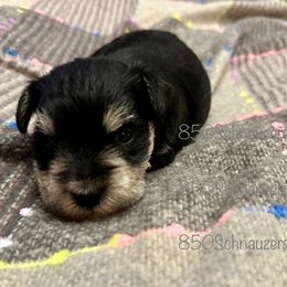 Miniature Schnauzer Puppies from 850Schnauzers