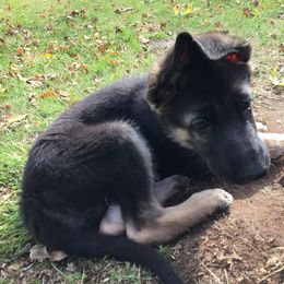 German Shepherd Puppies from Steffca
