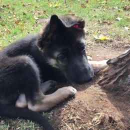 German Shepherd Puppies from Steffca