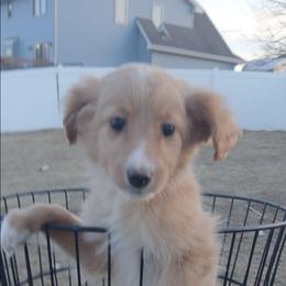 Girl 3 - Light golden female Double Doodle puppy in Pleasant Hill, Iowa from Courtney Nicole's Mal Shihs & Goldendoodles