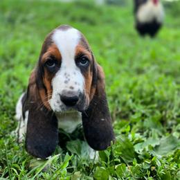 Woodstock - Black brown and white female Basset Hound puppy in West Chester, Ohio from Bed-N-Bassets