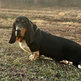 Gus - Basset Hound