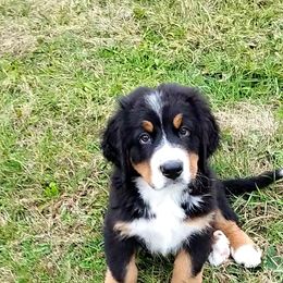 Mr. Maroon - Black rust and white male Bernese Mountain Dog puppy in Weatherly, Pennsylvania from RC Farm