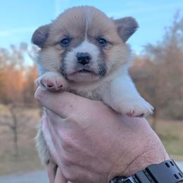 Timber - Red male Pembroke Welsh Corgi puppy in Columbus, Ohio from Rose Water Corgis in Ohio