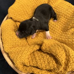 Comet - Black & white female Miniature Australian Shepherd puppy in Clarksville, Tennessee from Southern Oak Pups