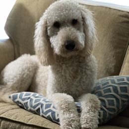 Winston - Goldendoodle
