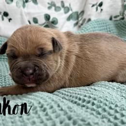 Yukon - Blue fawn male American Pit Bull Terrier puppy in Nine Mile Falls, Washington from Bartin Kennels