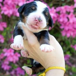 Drift - Tri-color male Bernedoodle puppy in Folsom, Louisiana from DoodlesFarmCo