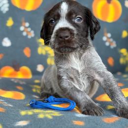 Blue Boy - Liver and white male German Wirehaired Pointer puppy in Reddick, Florida from Afterhours German Wirehaired Pointers and Basset Fauve de Bretagne