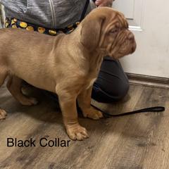 Black collar - Red female Dogue de Bordeaux puppy in Mazomanie, Wisconsin from Blue Horizons Bordeaux