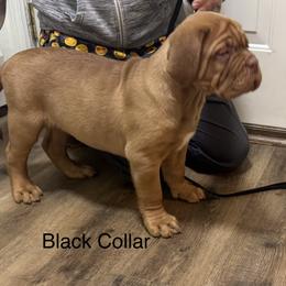 Black collar - Red female Dogue de Bordeaux puppy in Mazomanie, Wisconsin from Blue Horizons Bordeaux