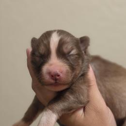 Yuji - Red and white male Siberian Husky puppy in Buckeye, Arizona from Anime Huskies