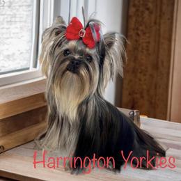 Lilia - Yorkshire Terrier