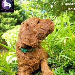 Trickster - Red  male Goldendoodle puppy in Greer, South Carolina from South Paw Doodles