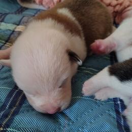 Mismark Girl 1 - Red female Pembroke Welsh Corgi puppy in Mountain View, Hawaii from Celtic Corgis