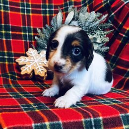 Hermione - Chocolate and tan female Dachshund puppy in Stilwell, Oklahoma from MB’s Dachshunds