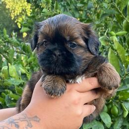 White - Tricolor female Shih Tzu puppy in Chico, California from North State Shih tzus
