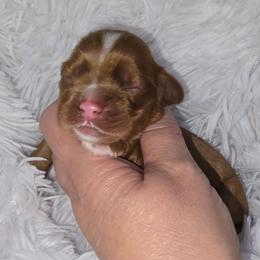 Bean - Red male Cocker Spaniel puppy in Florence, South Carolina from Reddick's American Cocker Spaniels