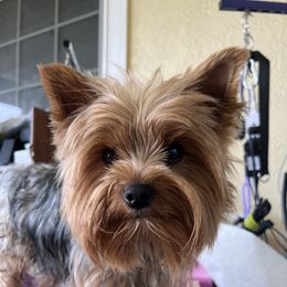 Miso - Yorkshire Terrier