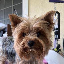 Miso - Yorkshire Terrier