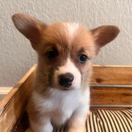 Zoe - Sable female Pembroke Welsh Corgi puppy in Arkansas from CanaanCorgis