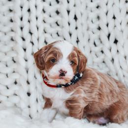 Cavapoo Puppies from Cavapoo Corner