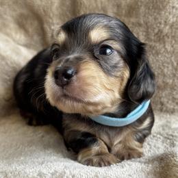 Dapple 1 - Dapple male Dachshund puppy in Fieldbrook, California from Honeydox Miniature Dachshunds
