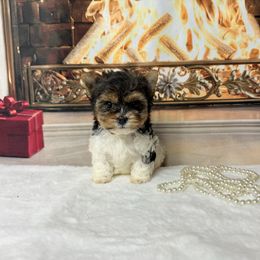 AKC Sophie 3000.  7 wks 1 lb Pocket purse baby - Black tan and white female Biewer Terrier puppy in Douglas, Georgia from South Georgia Yorkies and Biewers