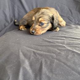 Shaded cream female - Cream female Dachshund puppy in Tonopah, Arizona from Brandie's Dachshunds