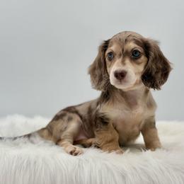 Charlie - Dapple female Dachshund puppy in Litchfield, Illinois from Charmm Dachshunds