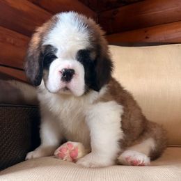 Red Collar - Brown and white female Saint Bernard puppy in New York from Johnson Farms