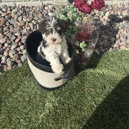 Panda(Pink) - Parti female Miniature Schnauzer puppy in Hemet, California from Feshia's Miniature Schnauzers
