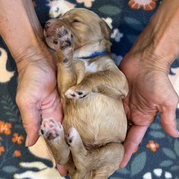 Blue collar boy - Apricot male Goldendoodle puppy in Fairfield, California from Twin Sisters Doodles