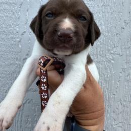 Brown - Liver and white male German Shorthaired Pointer puppy in Newton Grove, North Carolina from Wayalife Labradors & Gsp’s