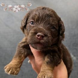 LaLa - Red phantom female Aussiedoodle puppy in Vinemont, Alabama from Cotton Country Kennels