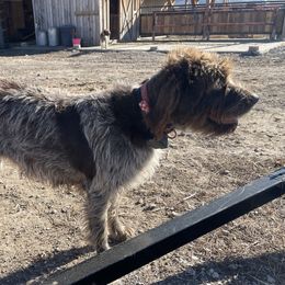 Mossy - Wirehaired Pointing Griffon