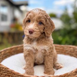 Checkers - Apricot male Australian Labradoodle puppy in Morgan Hill, California from Loving Labradoodles