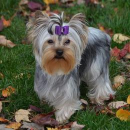 Scarlett - Yorkshire Terrier