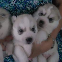German Shepherds and Siberian Huskies from WyndGlo Kennels