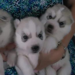 German Shepherds and Siberian Huskies from WyndGlo Kennels