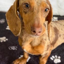 Chucky - Dachshund