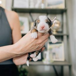 Girl 2 - Merle female Bernedoodle puppy in Murray, Utah from Sun Valley Doodles