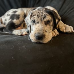 Great Dane Puppies from Old Orchard Danes