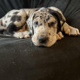 Great Dane Puppies from Old Orchard Danes