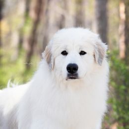 Opal - Great Pyrenees