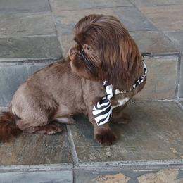 Aries - Shih Tzu