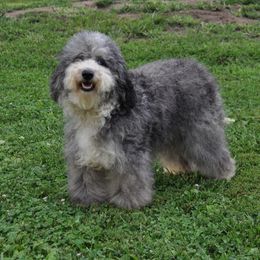 Aussiedoodle Puppies from Pecan Place Aussiedoodles